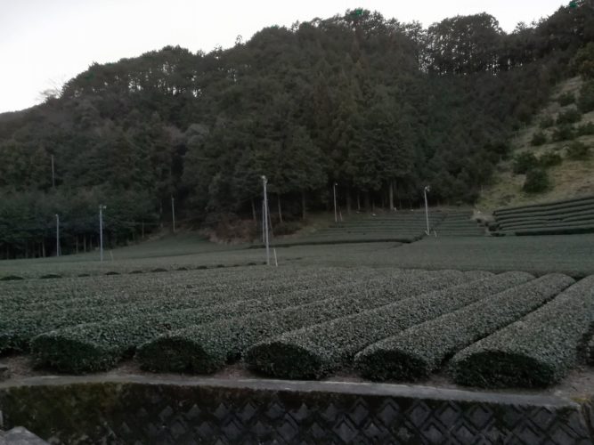 Shizuoka
